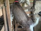 Farm Goat