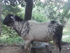Male Goat