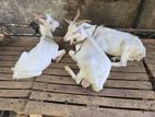 Farm Goat