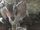 Farm Goat