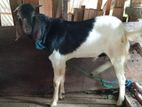 Goat Male