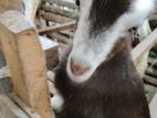 Farm Goat