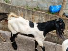 Male Goats