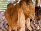 Jamnapari Goat