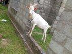Goats