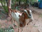 Farm Goat