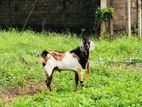 Male Goat
