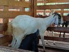 Farm Goats