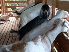 Farm Goats