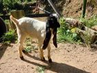 Farm Goat