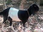 Goat _ Jamnapari Cross