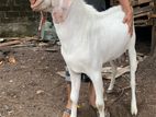 Jamnapari Goat