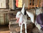 Goat Jamunapari Female Kid