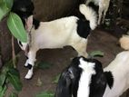 Goat jamunapari