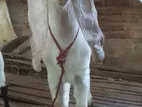 Jamunapari Goat