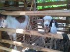 Goat Kid