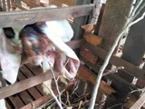 Farm Goat