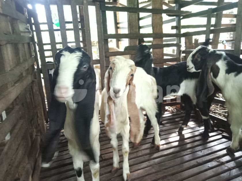 Farm Goats for Sale in Negombo ikman