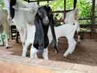 Goat Kids