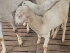 Goats