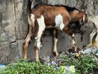 Goat Male