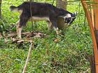 Goat Male
