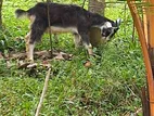 Goat Male