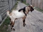 Male Goat