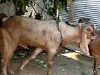 Male Goat