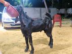 Goat Male