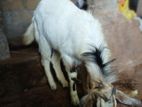 Goat (Male)
