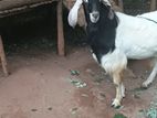 Goat Male