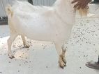 Goat Male