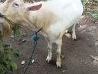 Goat Male