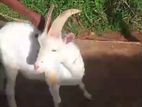 Goat Male