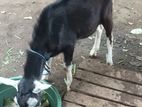Goat Male