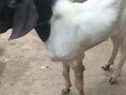 Goat Male
