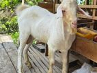 Goat Male