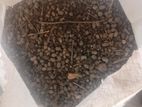 Goat manure/ fertilizer