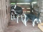 Farm Goat
