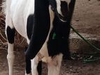 Goat sale