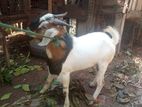 Male Goat