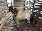 Farm Goat