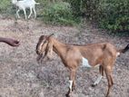 Farm Goat