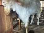 Sanaan Goat