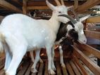 Goat Sannan , Alpine