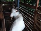 Goat Shanan