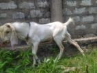 Male Goat