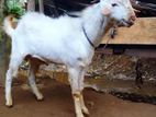 Goat White