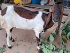 Goat(ஆடு)